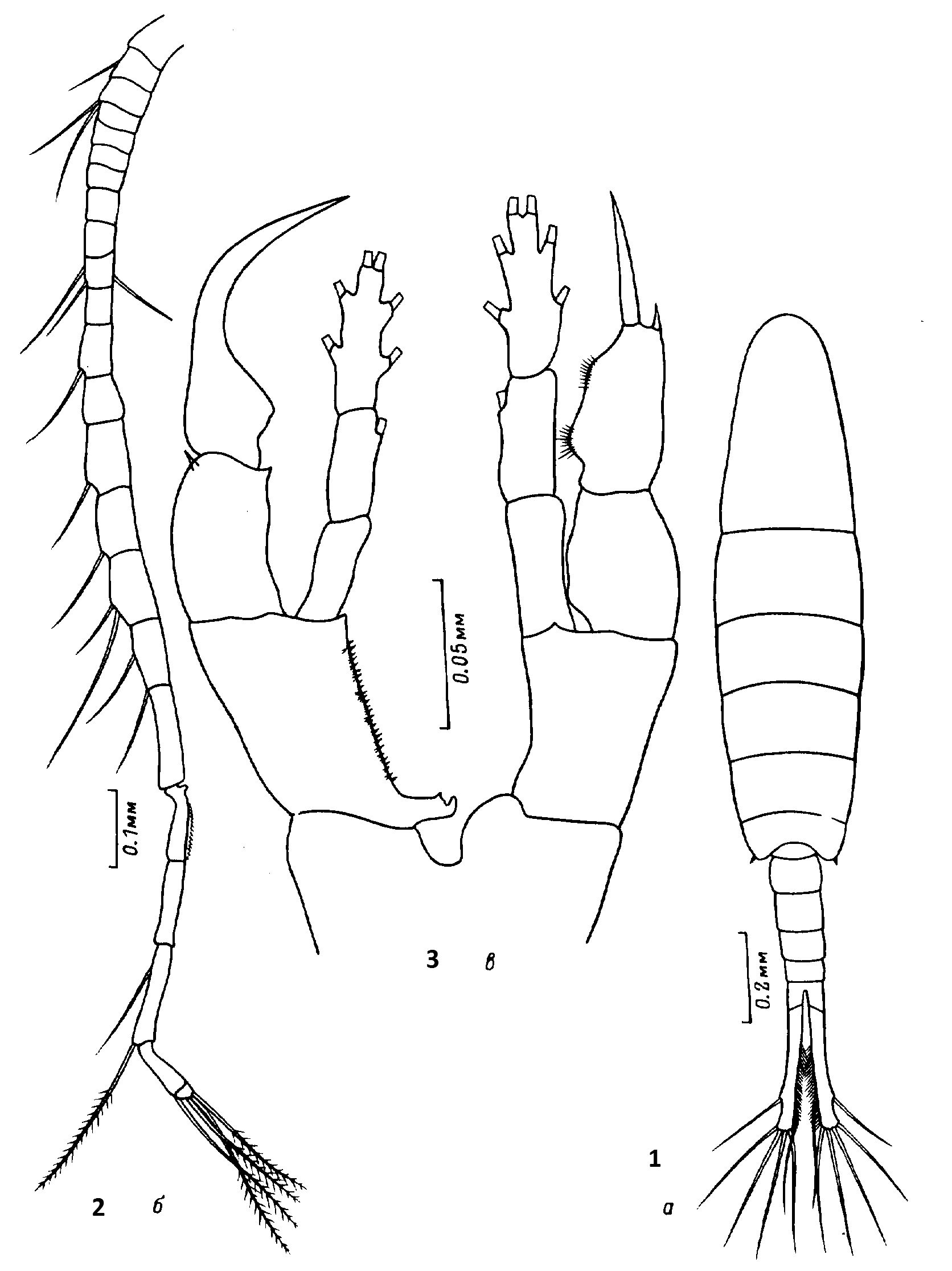 Espce Sinocalanus tenellus - Planche 5 de figures morphologiques